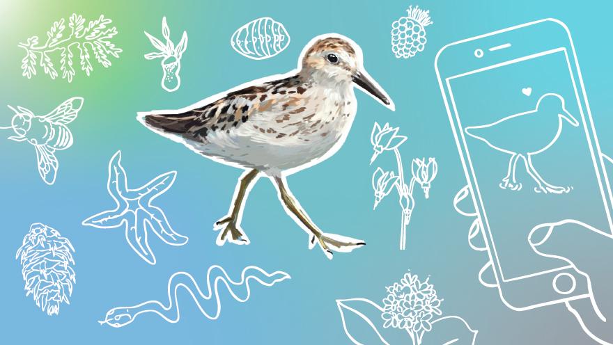 1. A bird is in a graphical image. 2. The bird stands next to a phone that features a collection of imaginative drawings.