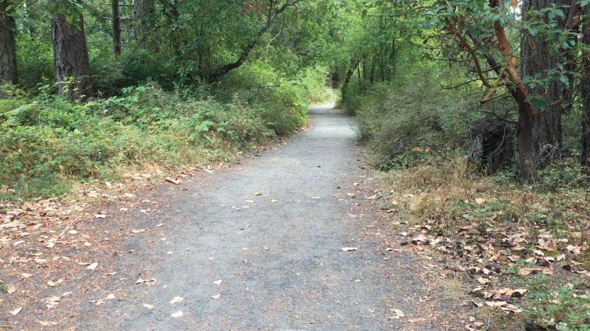 A wide trail in a forested area.