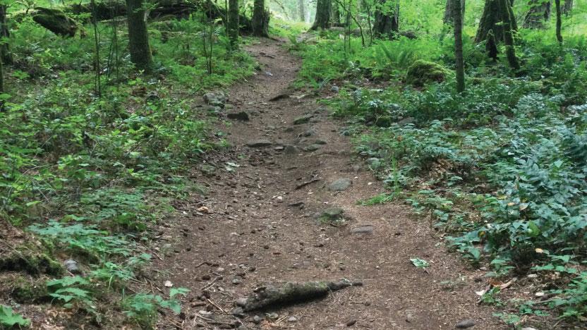 A steep dirt path with roots and rocks leads into the forest.
