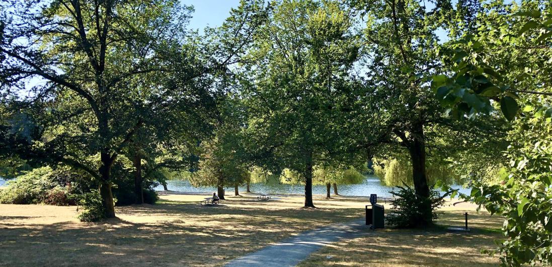 Scenic trees by the water in a park